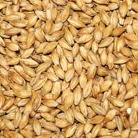 Barley Seeds