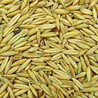 Oat Seeds